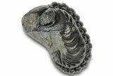 Long, Curled Austerops Trilobite - Morocco #323209-1